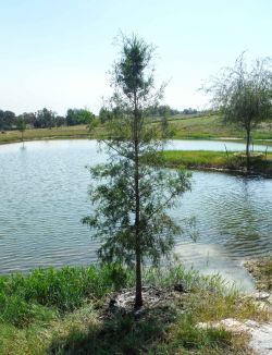 Young bald cypress tree installed along a pond by Treeland Nursery.