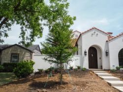 Bald Cypress tree installed in a frontyard by Treeland Nursery.