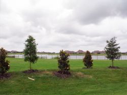 Bald Cypress and Little Gem Magnolias installed by Treeland Nursery.