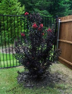 Black Diamond Crape Myrtle installed by Treeland Nursery.