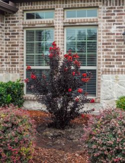 Black Diamond Crape Myrtle installed by Treeland Nursery.