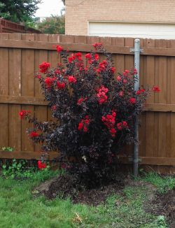 Black Diamond Crape Myrtles installed by Treeland Nursery.