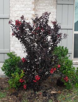 Black Diamond Crape Myrtle installed by Treeland Nursery.