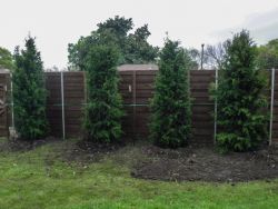 Large Brodie Eastern Red Cedars installed in a backyard to create a privacy screen.