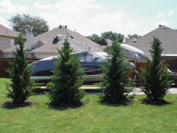 Brodie Eastern Red Cedars install to help block the customers boat stored in his backyard.