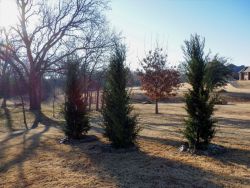 Brodie Eastern Red Cedars install be Treeland Nursery.
