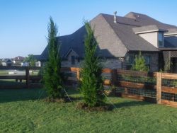 Brodie Eastern Red Cedars installed in a backyard by Treeland Nursery.