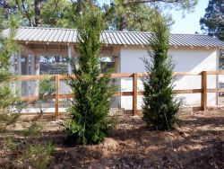 Brodie Eastern Red Cedars install be Treeland Nursery.