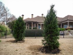 Brodie Eastern Red Cedars installed in a backyard by Treeland Nursery.