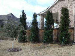 Large Brodie Eastern Red Cedars installed in a backyard to create a privacy screen.
