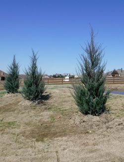 Burkii Eastern Red Cedars installed to create a privacy screen.