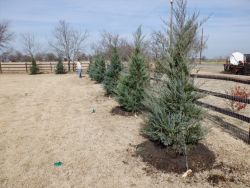 Burkii Eastern Red Cedars installed to create a privacy screen.