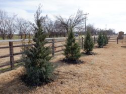 Burkii Eastern Red Cedars installed to create a privacy screen.