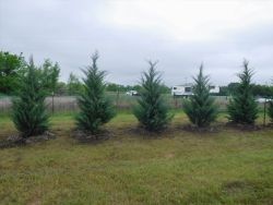 Burkii Eastern Red Cedars installed to create a privacy screen.