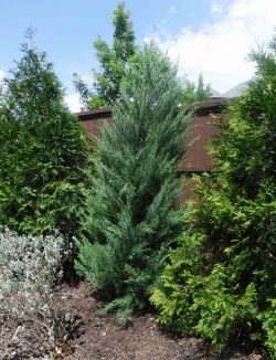 Burkii Eastern Red Cedar installed by Treeland Nursery.