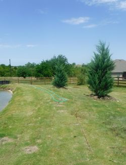 Burkii Eastern Red Cedars installed around a pond by Treeland Nursery.