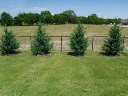 Burkii Eastern Red Cedars installed to create a privacy screen.