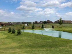 Burkii Eastern Red Cedars installed around a pond by Treeland Nursery.