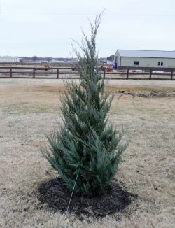 Burkii Eastern Red Cedar installed by Treeland Nursery.