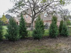 Burkii Eastern Red Cedars installed to create a privacy screen.