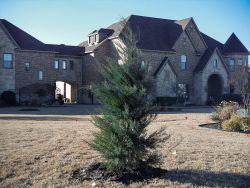 Burkii Eastern Red Cedar installed by Treeland Nursery.