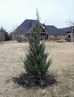 Burkii Eastern Red Cedar installed in a backyard by Treeland Nursery.