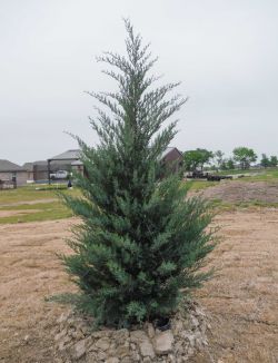 Burkii Eastern Red Cedar installed by Treeland Nursery.