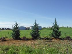 Burkii Eastern Red Cedars installed to create a privacy screen.