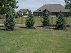 Burkii Eastern Red Cedars installed to create a privacy screen.