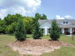 Burkii Eastern Red Cedars installed on a berm.