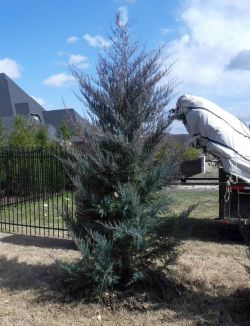 Burkii Eastern Red Cedar installed during the Winter by Treeland Nursery.