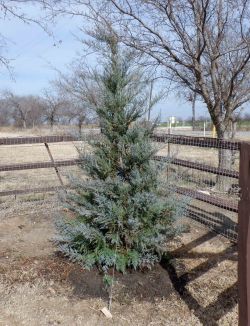 Burkii Eastern Red Cedar installed by Treeland Nursery.