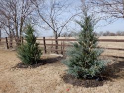 Burkii Eastern Red Cedars installed to create a privacy screen.