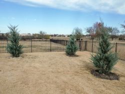 Burkii Eastern Red Cedars installed to create a privacy screen.