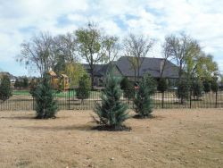 Burkii Eastern Red Cedars installed to create a privacy screen.