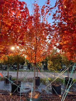 Brandywine Maple tree photographed in the Fall at Treeland Nursery.