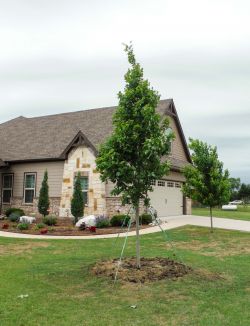 Brandywine Maple tree installed in a frontyard by Treeland Nursery.