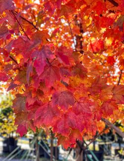 Brandywine Maple leaves photographed during the Fall by Treeland Nursery.