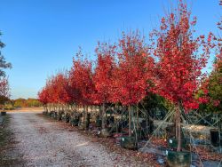 Row of Brandywine Maple trees photographed in the Fall at Treeland Nursery.