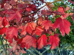 Brandywine Maple leaves photographed during the Fall by Treeland Nursery.