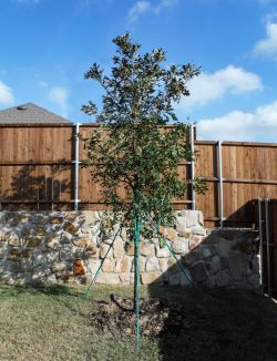 Bur Oak tree installed in a backyard by Treeland Nursery.