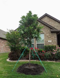 Bur Oak tree installed in a frontyard by Treeland Nursery.