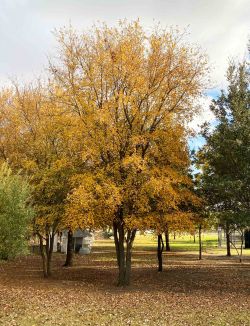 Mature Cedar Elm photographed during the Fall at Treeland Nursery.