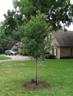 Cedar Elm tree installed by Treeland Nursery.