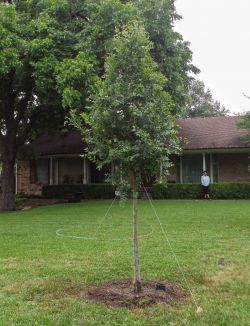 Cedar Elm tree installed by Treeland Nursery.