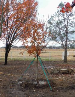 Small Chinese Pistachio installed during the Fall by Treeland Nursery.