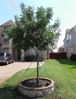 Chinese Pistachio tree installed in a frontyard by Treeland Nursery.