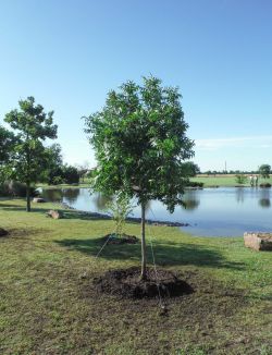 Chinese Pistachio installed into a beautiful landscape around a pond.