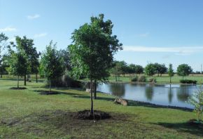 Chinese Pistachio installed into a beautiful landscape around a pond.