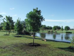 Chinese Pistachio installed into a beautiful landscape around a pond.